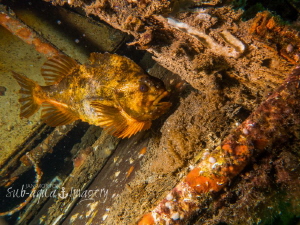 Male Lumpsucker tending over his brood of eggs 
Averøy, ... by Jan Morton 